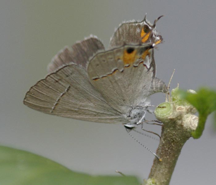 Gray hairstreak, wings closed