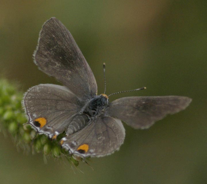 Gray hairstreak, wings open