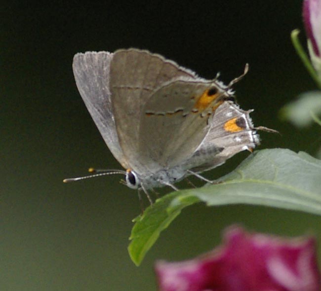 Gray hairstreak, wings closed