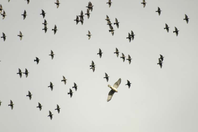 Immature Cooper's hawk and starlings