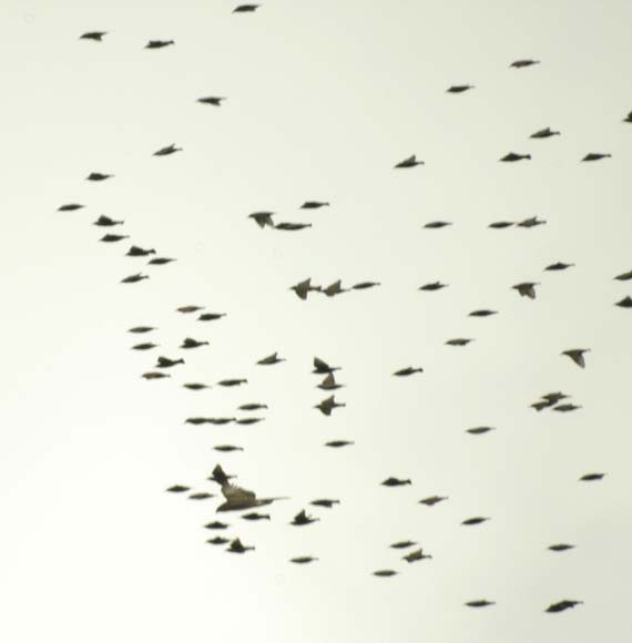 Side view of mobbing