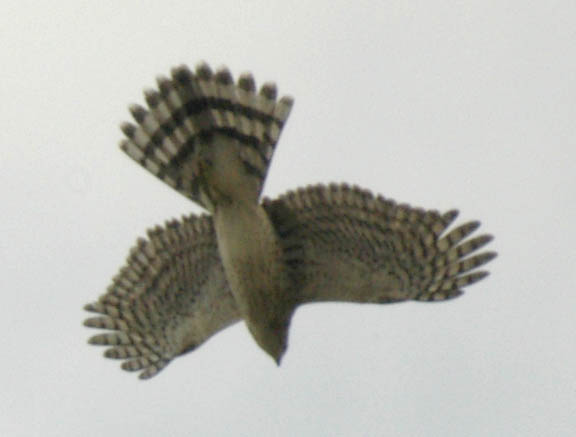 Immature Cooper's hawk