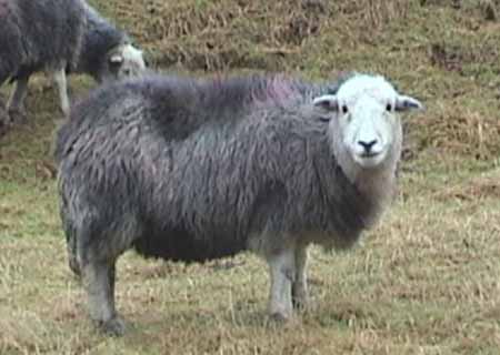 Herdwick gaze