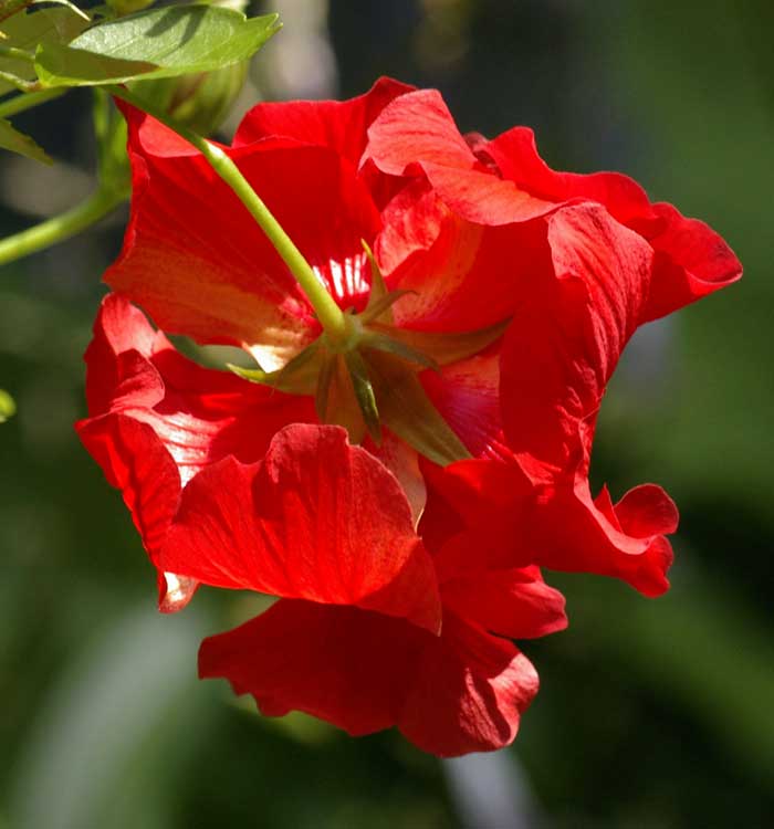 Hibiscus flower, from behind