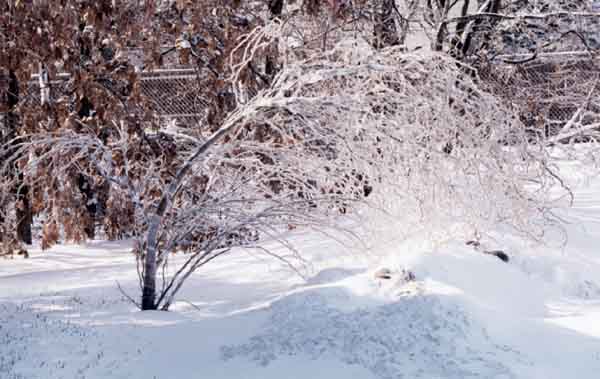 Iced corkscrew willow