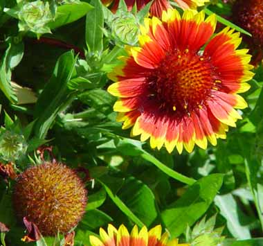 Indian Blanket