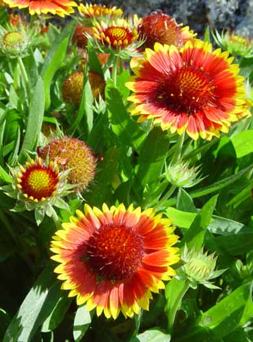 Showy Gaillardia