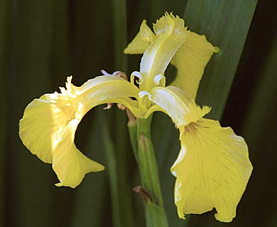 Iris macro
