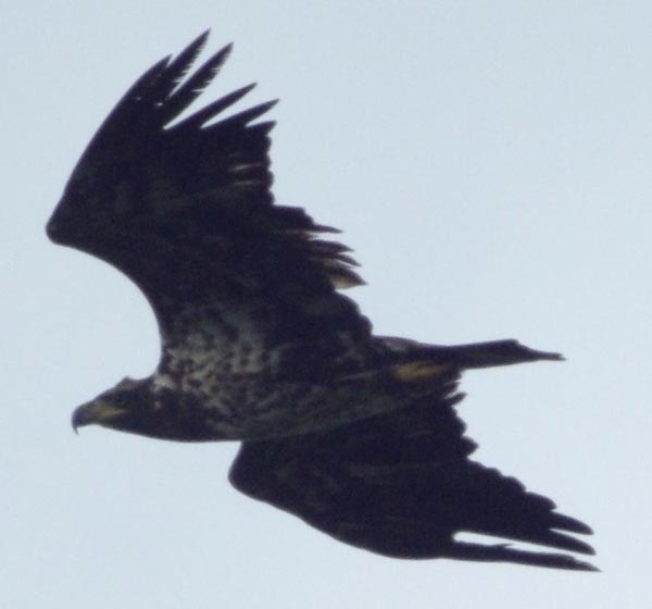 Bald eagle, Basic II