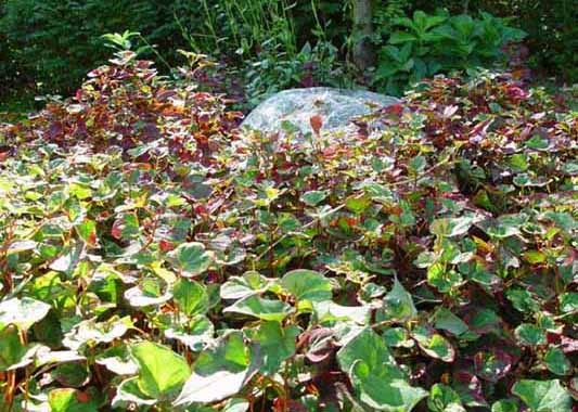 Ground cover with boulder