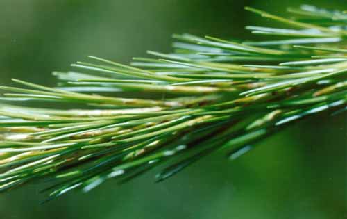 Pine needles