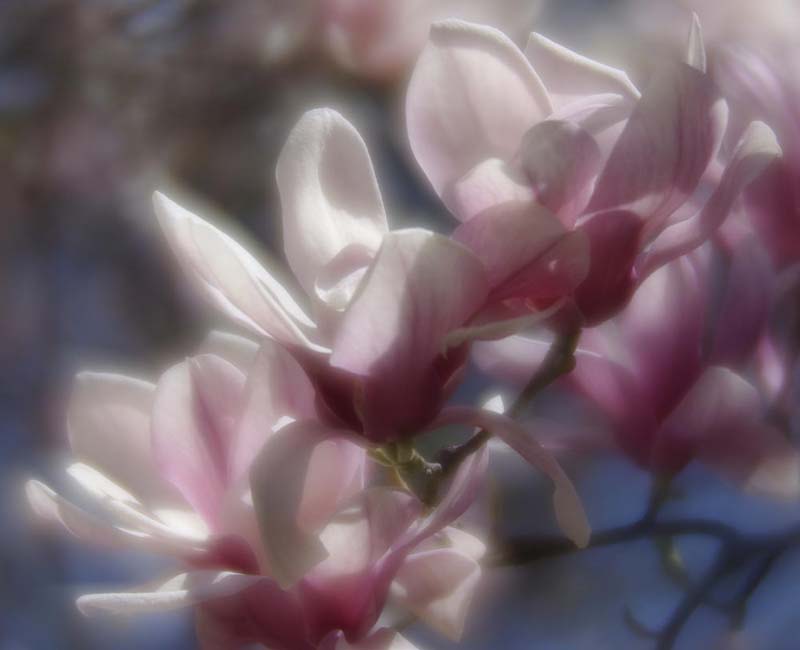 Magnolia blossoms