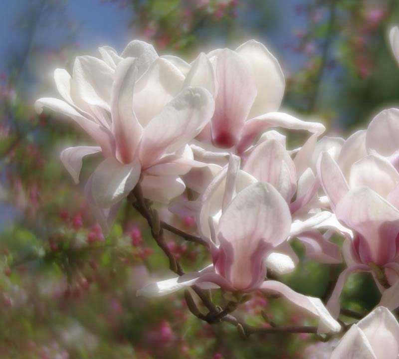 Magnolia blossoms
