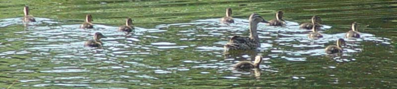 Mom mallard and her 11 ducklings