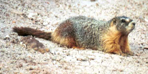 Marmot relaxing