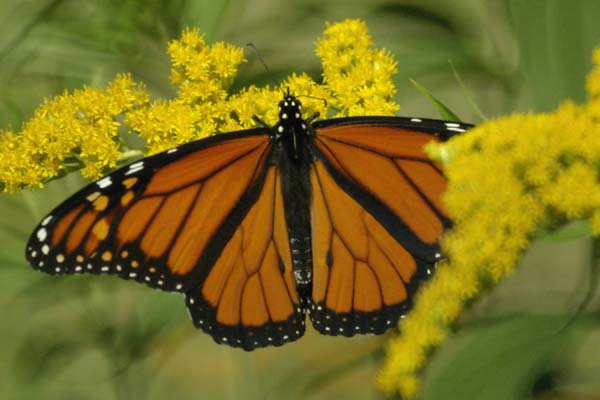 He monarch, wings spread