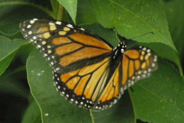 She monarch, wings open