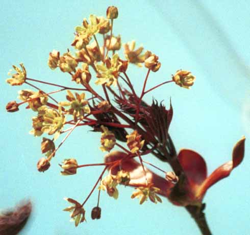 Norway maple flowers