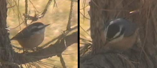 Red-breasted nuthatch