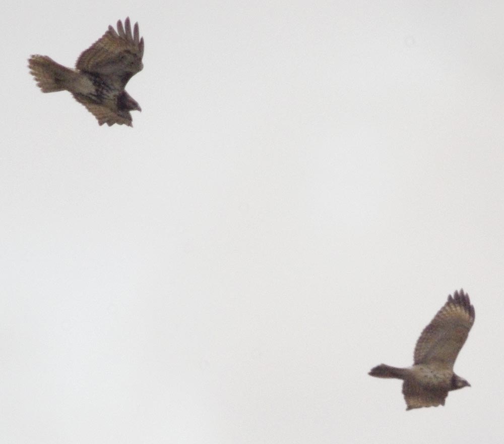 Identify the two hawks