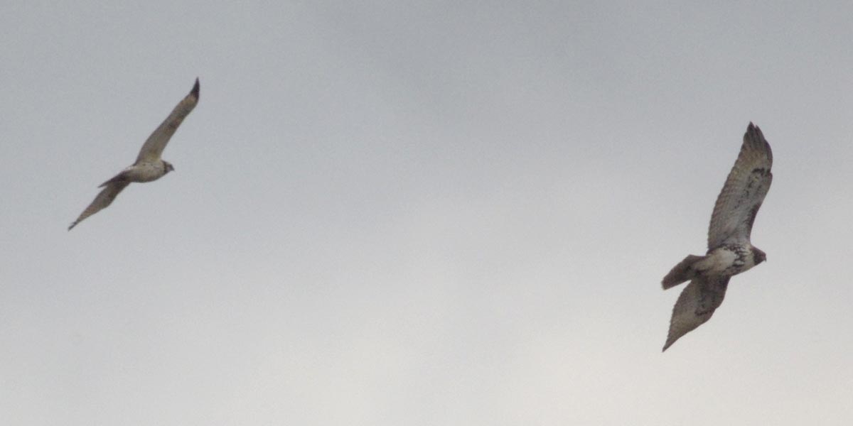 Identify the two hawks