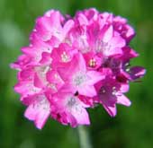 Click for larger version