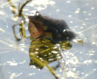 Spring peeper about to peep