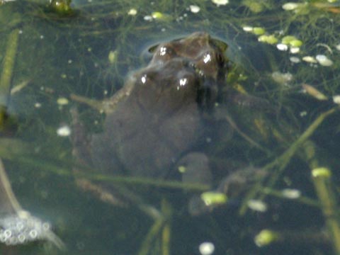 Spring peeper couple