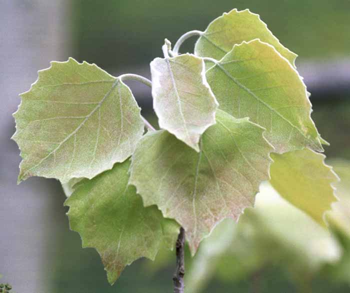 Young poplar leaves