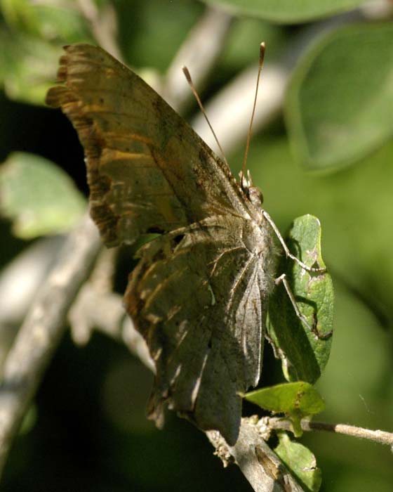 Question Mark, closed wings