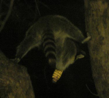 Raccoon braced for action