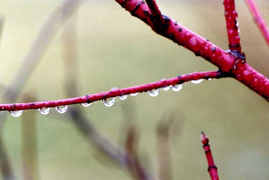 Branch drops