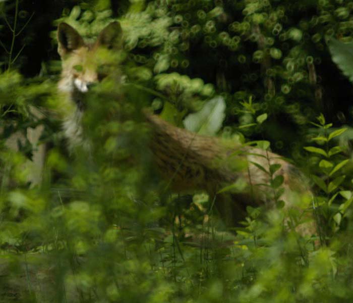 A hidden red fox