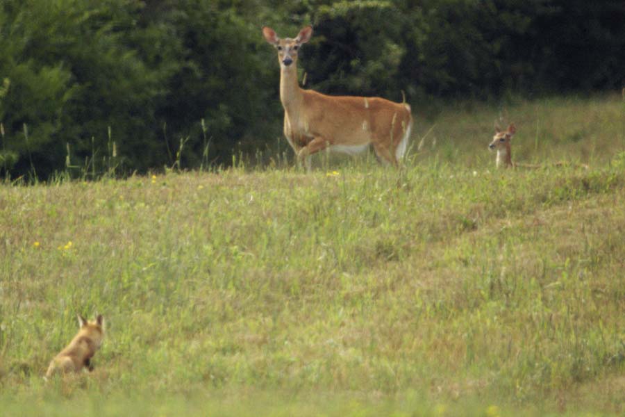 Scene with red fox, doe, and fawn