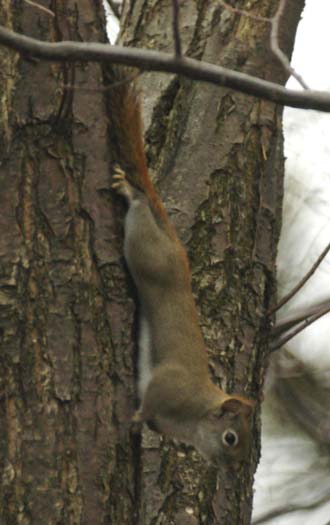 Red squirrel camouflage