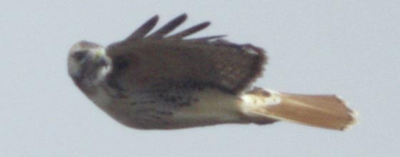 Red-tailed hawk staring
