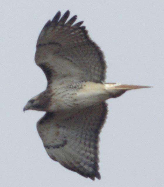 Red-tailed hawk