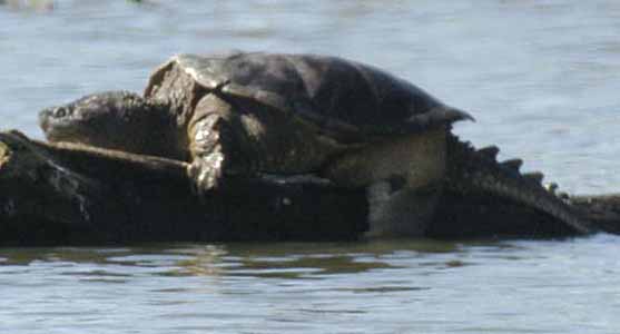 Stretched out snapping turtle