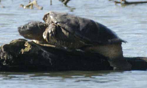 Snapping turtle progress