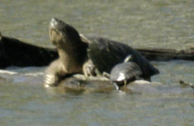 Snapping turtle and friend