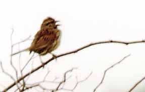 Song sparrow