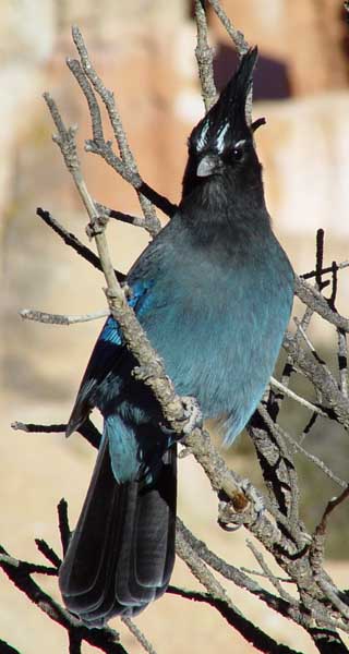 Steller's jay