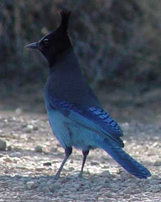 Steller's jay