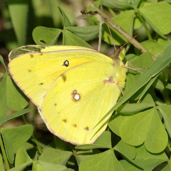 Orange sulphur