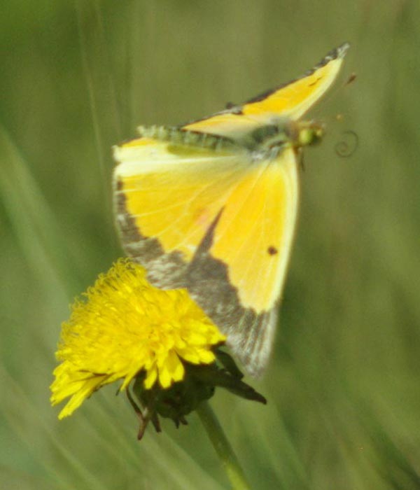 Orange sulphur flying