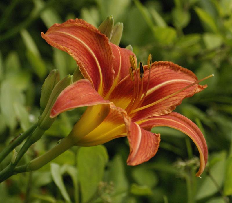Tiger lily flower