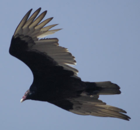 Turkey vulture