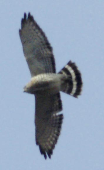 Broadwing hawk