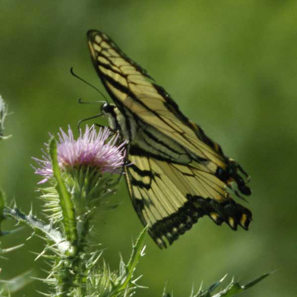 Tiger swallowtail