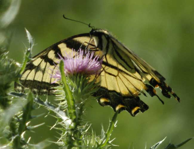 Tiger swallowtail
